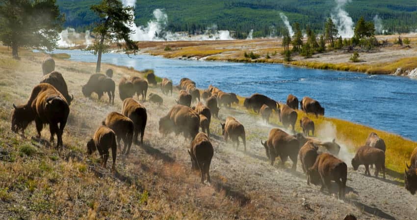 a herd of bison walk along a river at Yellowstone National Park