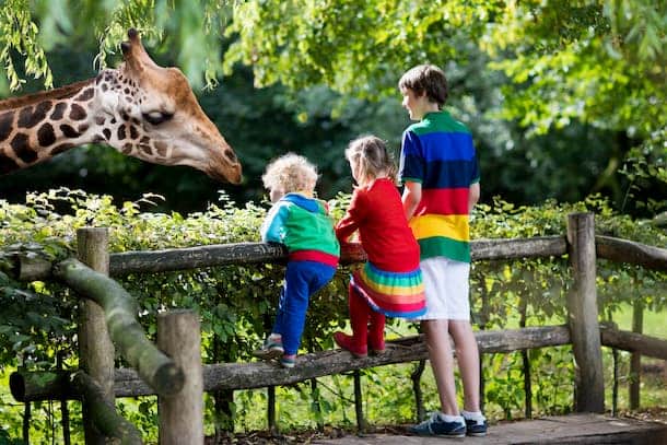 Three children observe a giraffe in a zoo