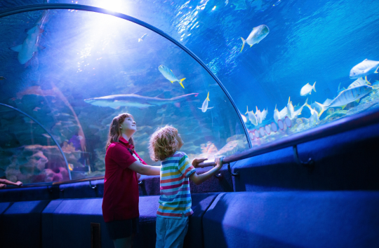 visitors at an aquarium