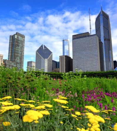 A view of Chicago skyline from a garden in Millennium Park