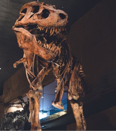 Dinosaur skeletons at the museum