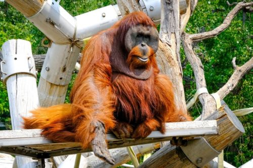 An orangutan at the Denver Zoo