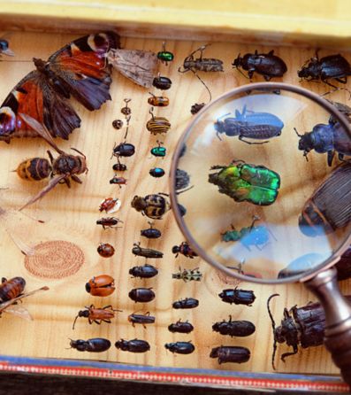 Bugs and butterflies at a museum