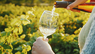 a hand pours white wine into a glass in a vineyard