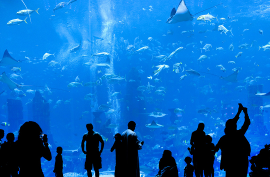 people watching fish in a big tank