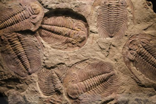 fossils on display at a museum